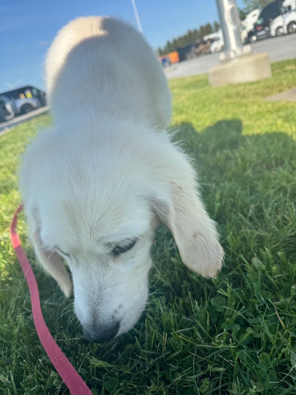 Pet travel photo 3
