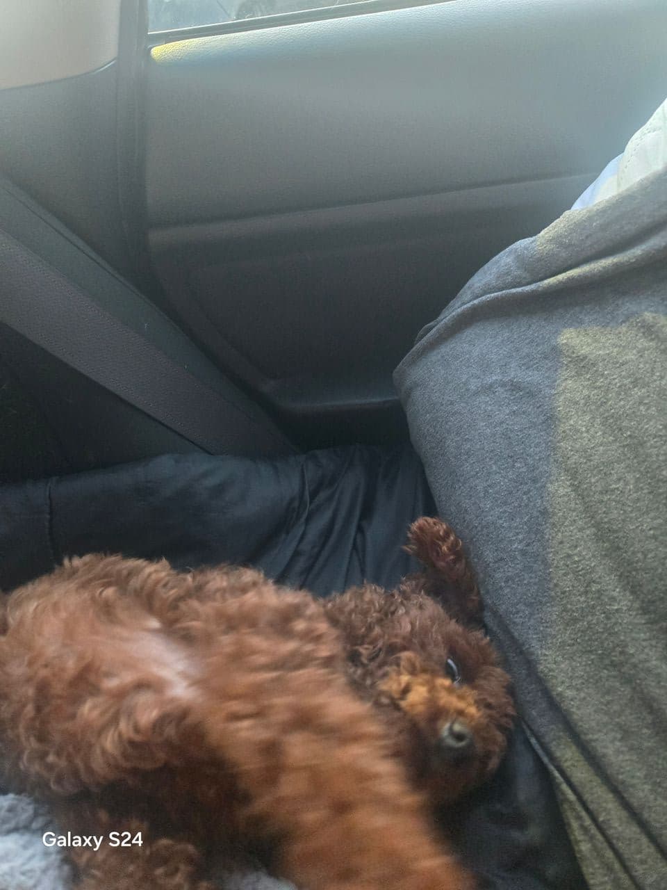Pet travel photo 1