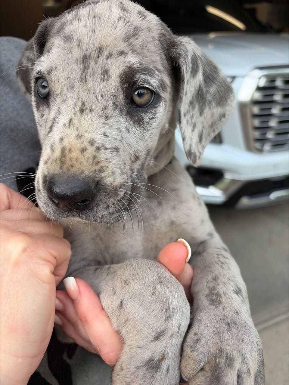 Pet travel photo 3