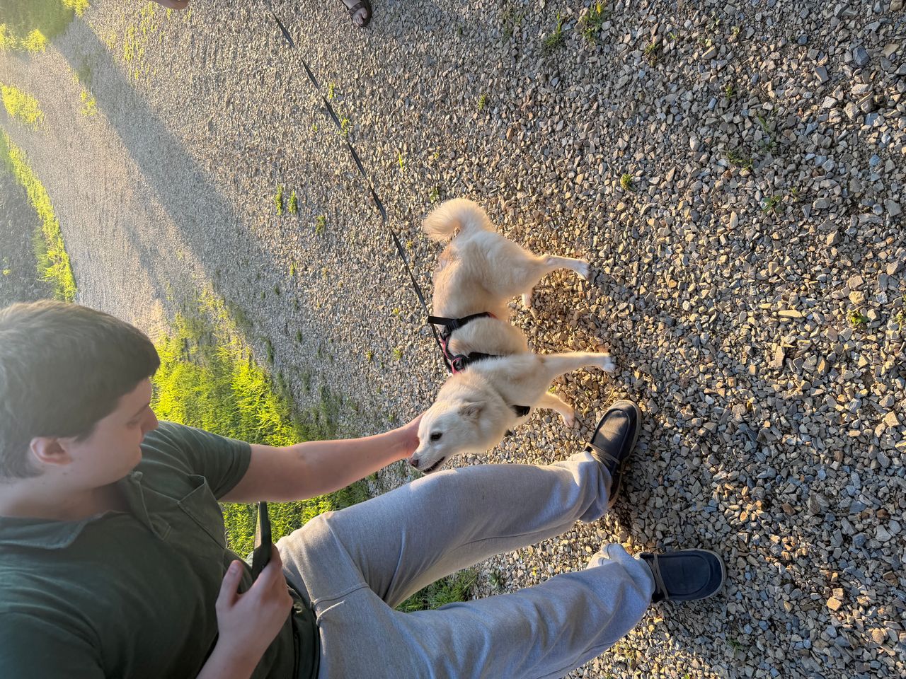 Pet travel photo 4