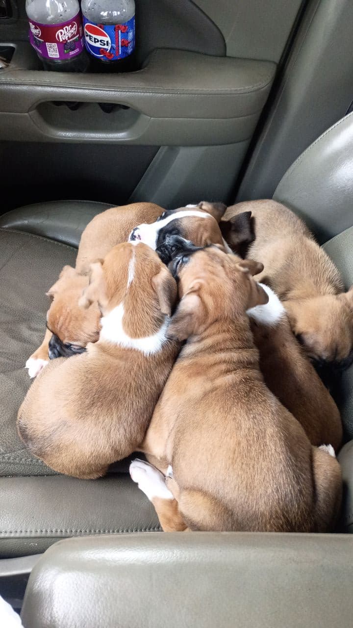 Pet travel photo 2