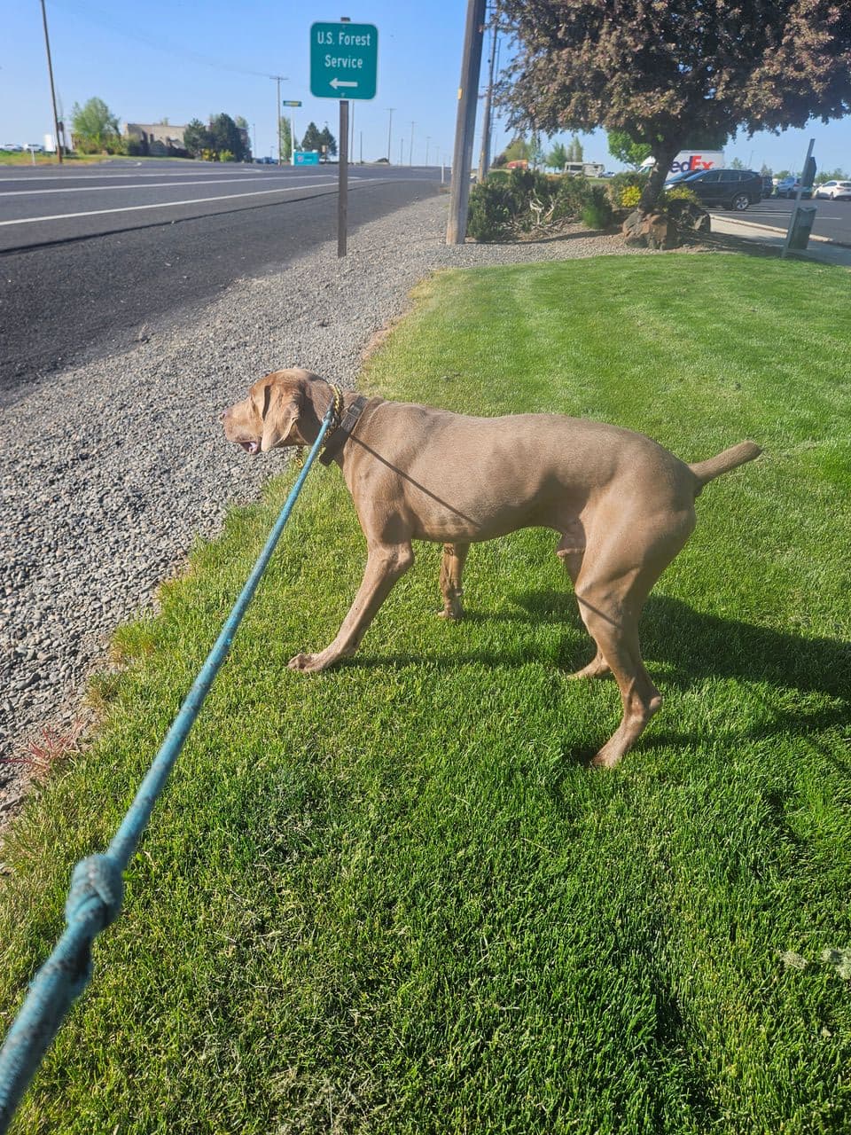 Pet travel photo 5