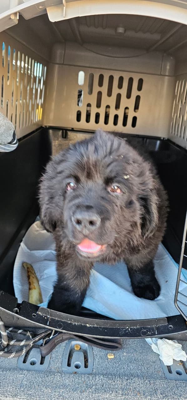 Pet travel photo 4
