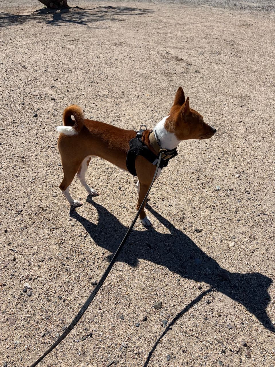 Pet travel photo 5