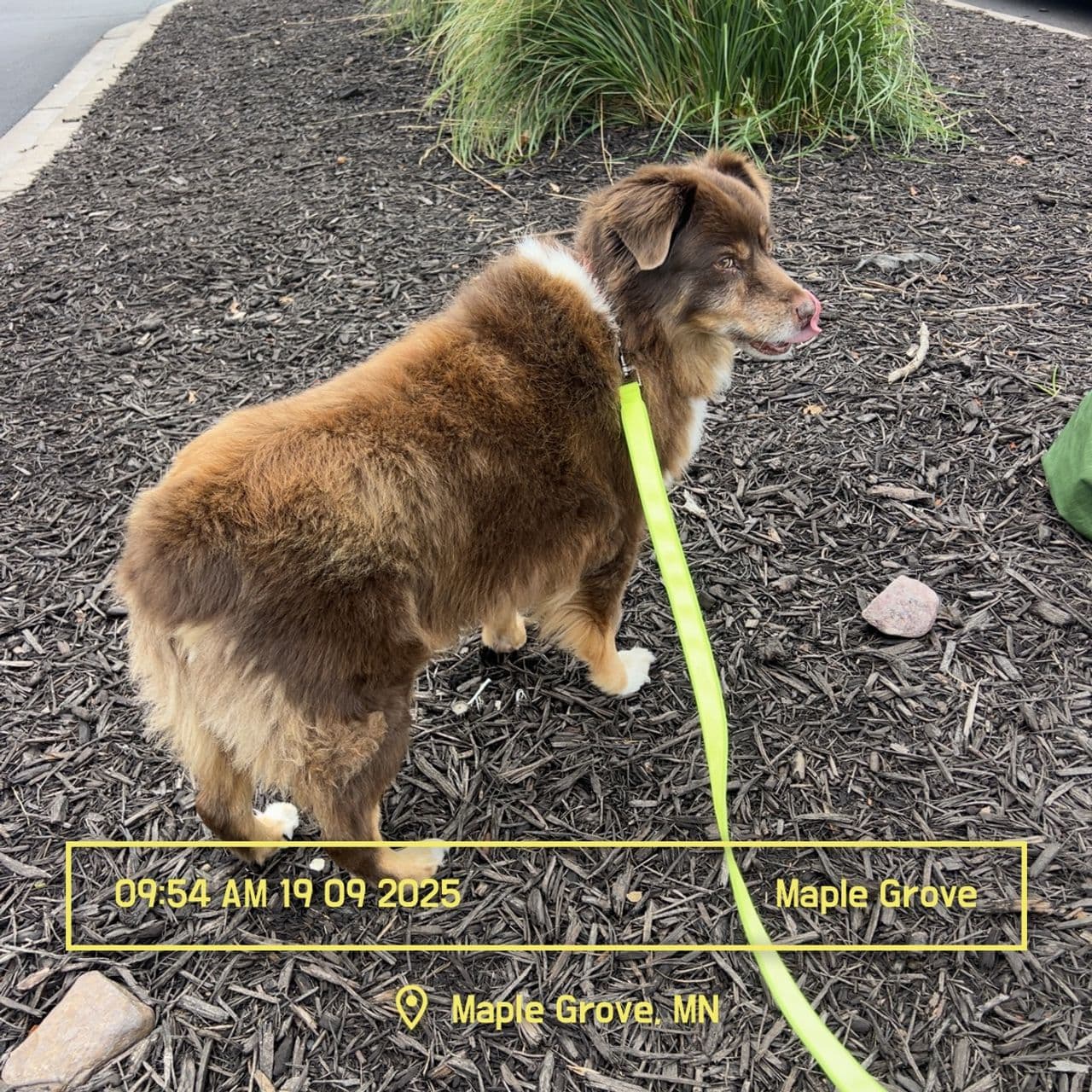 Pet travel photo 1