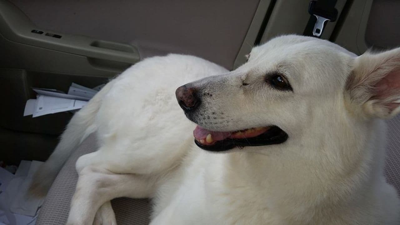 Pet travel photo 4