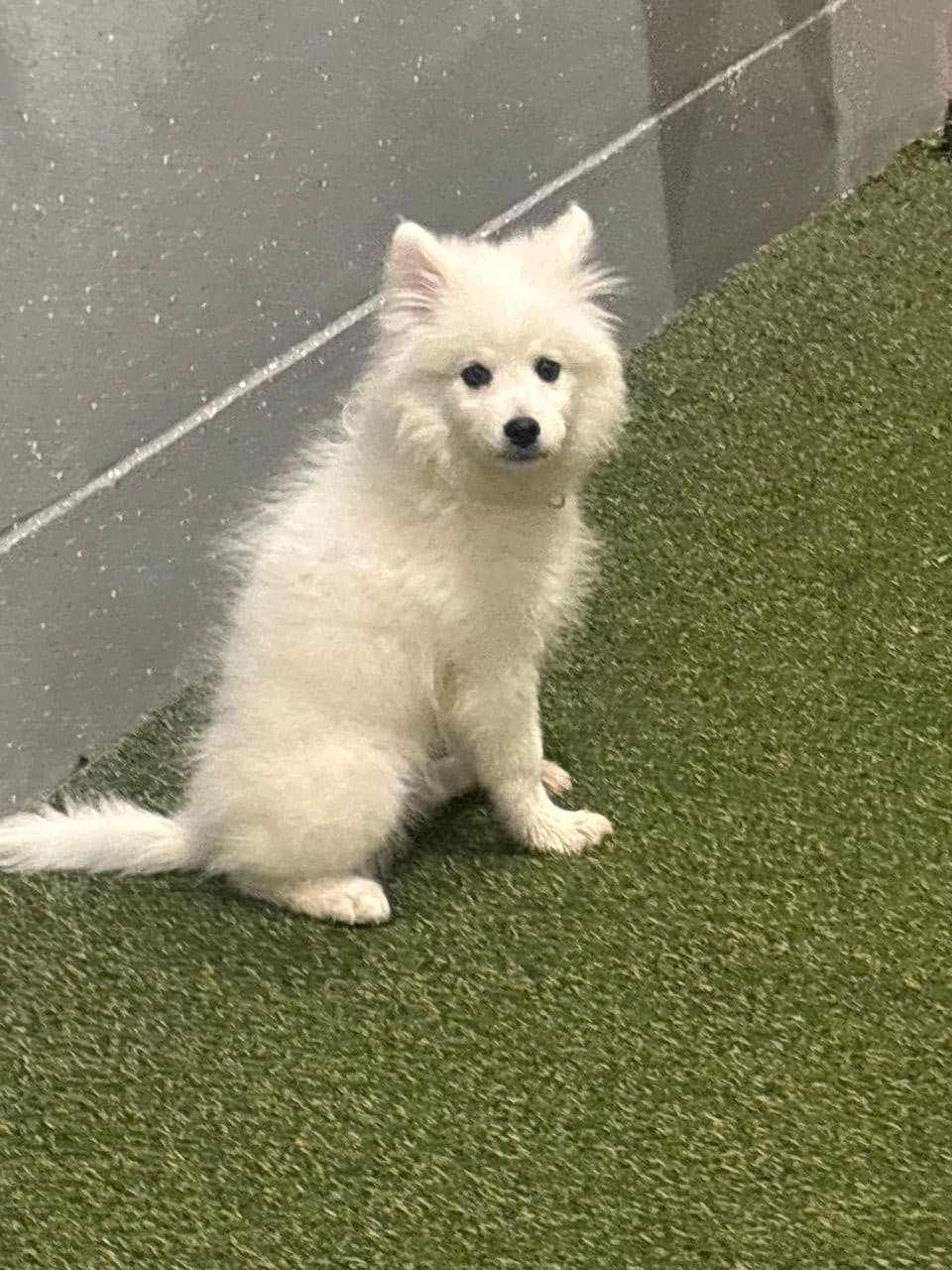 Pet travel photo 1