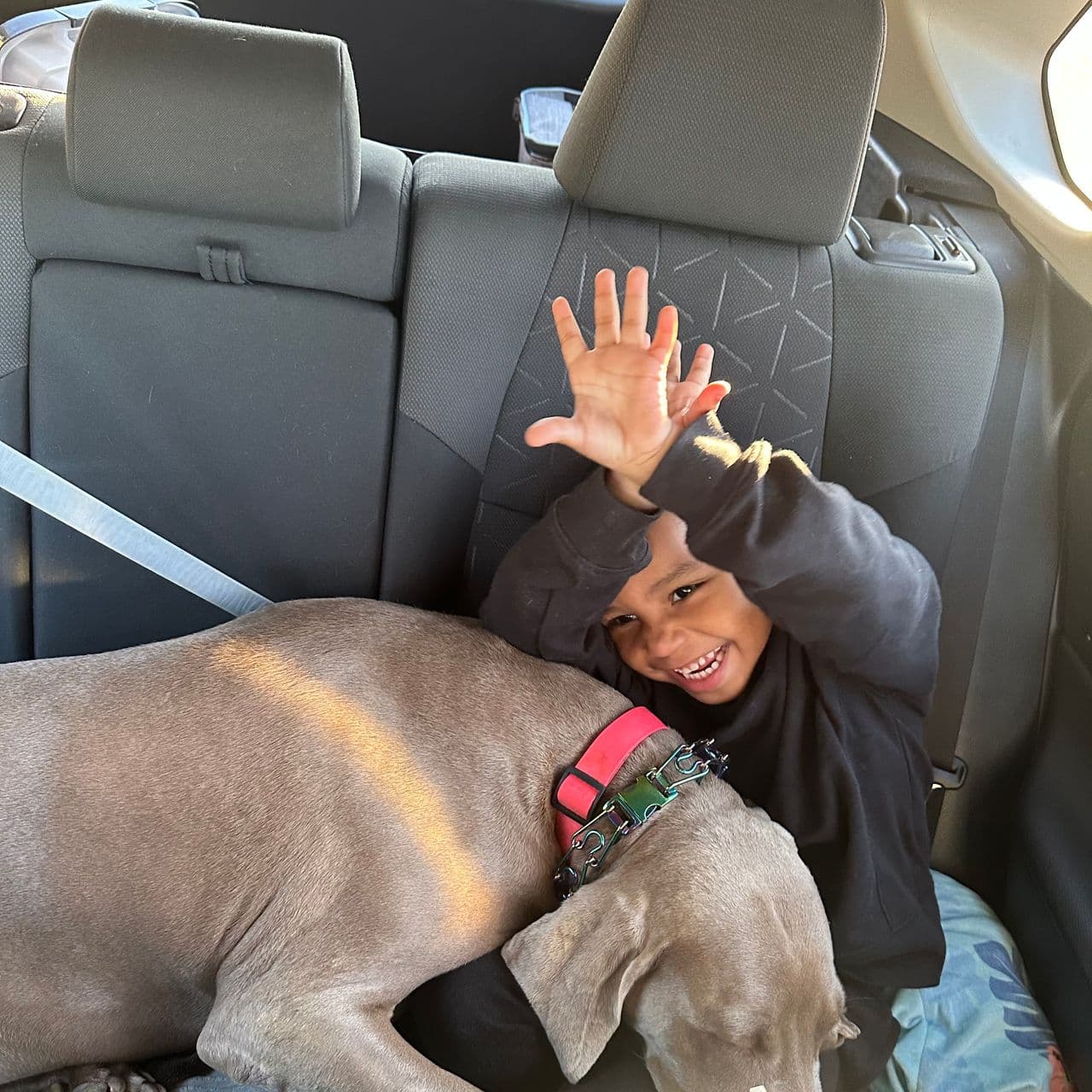 Pet travel photo 3