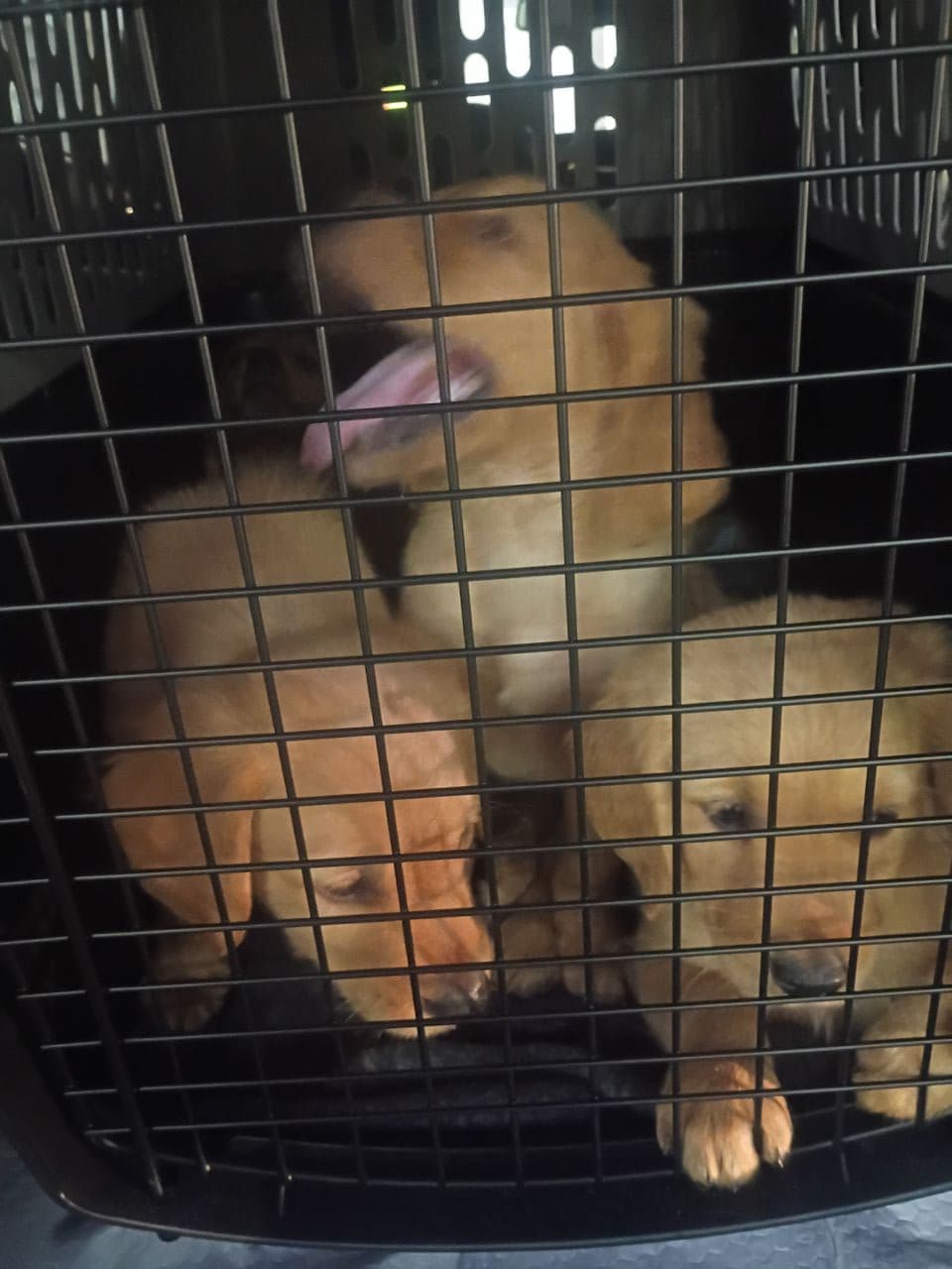 Pet travel photo 5