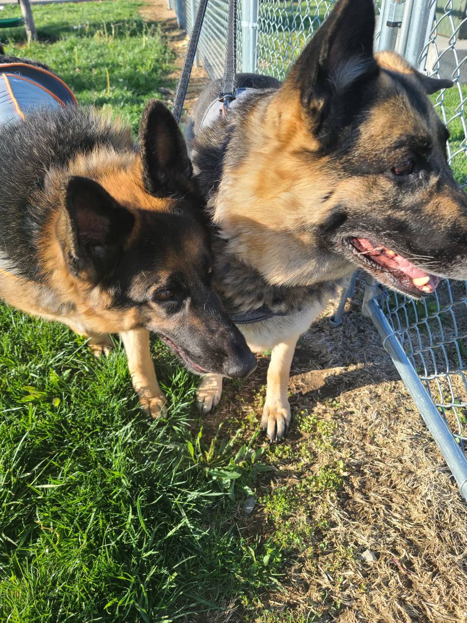 Pet travel photo 2