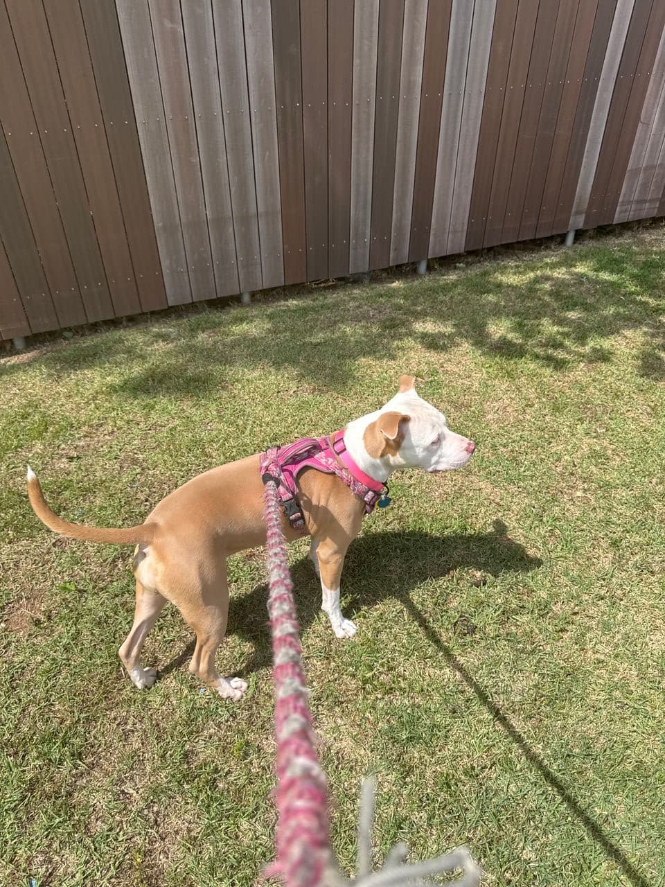 Pet travel photo 5