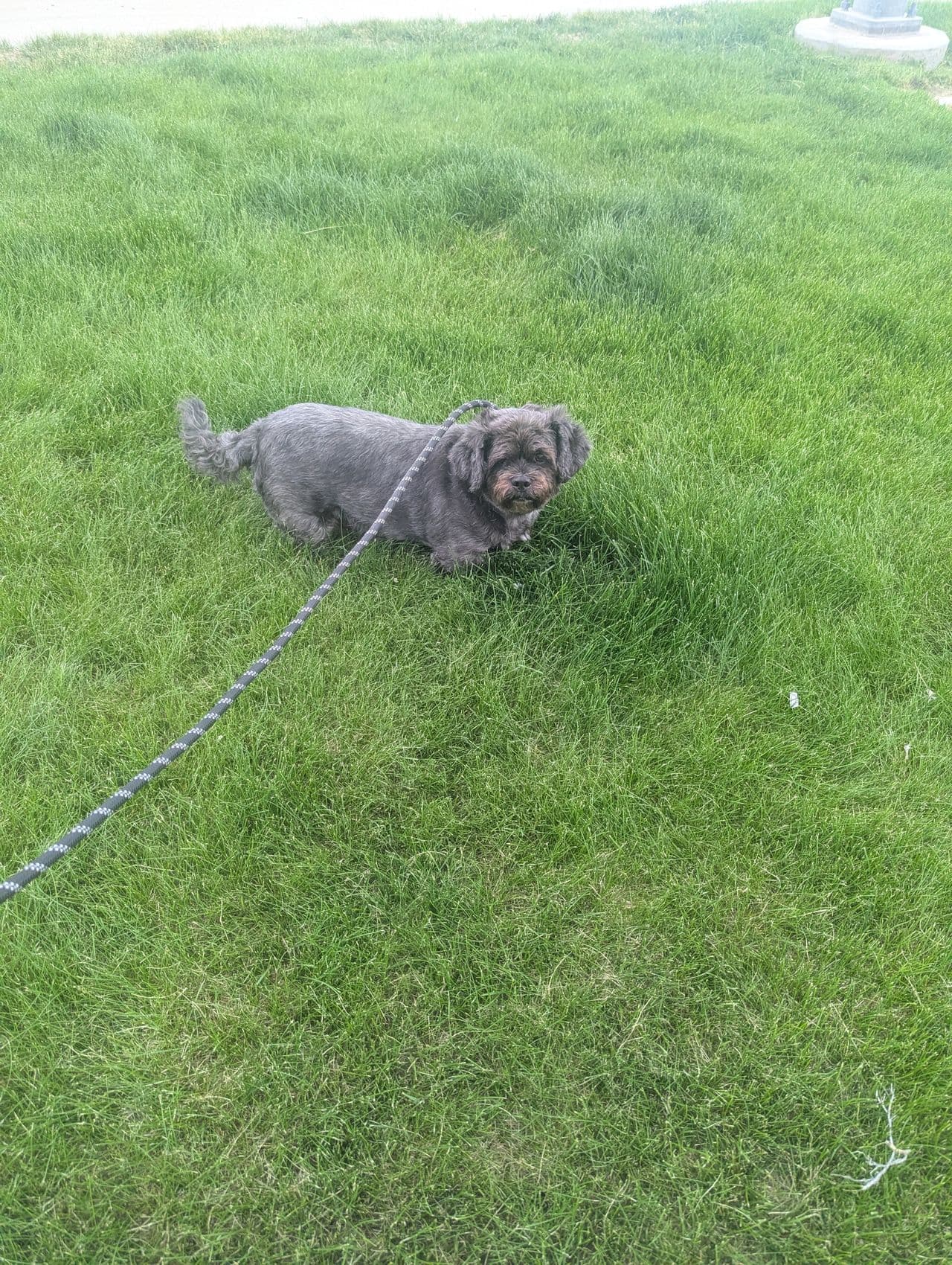 Pet travel photo 2