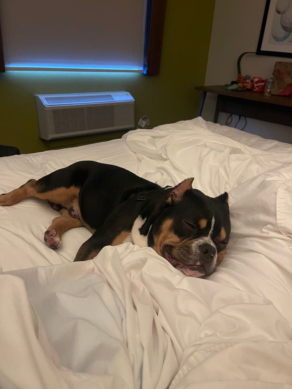 Pet travel photo 5