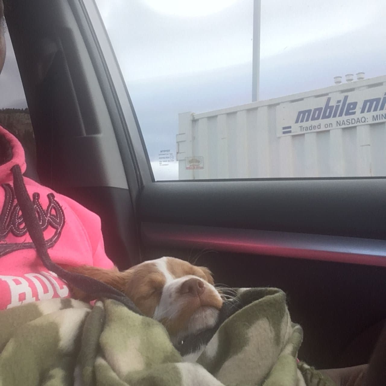 Pet travel photo 4