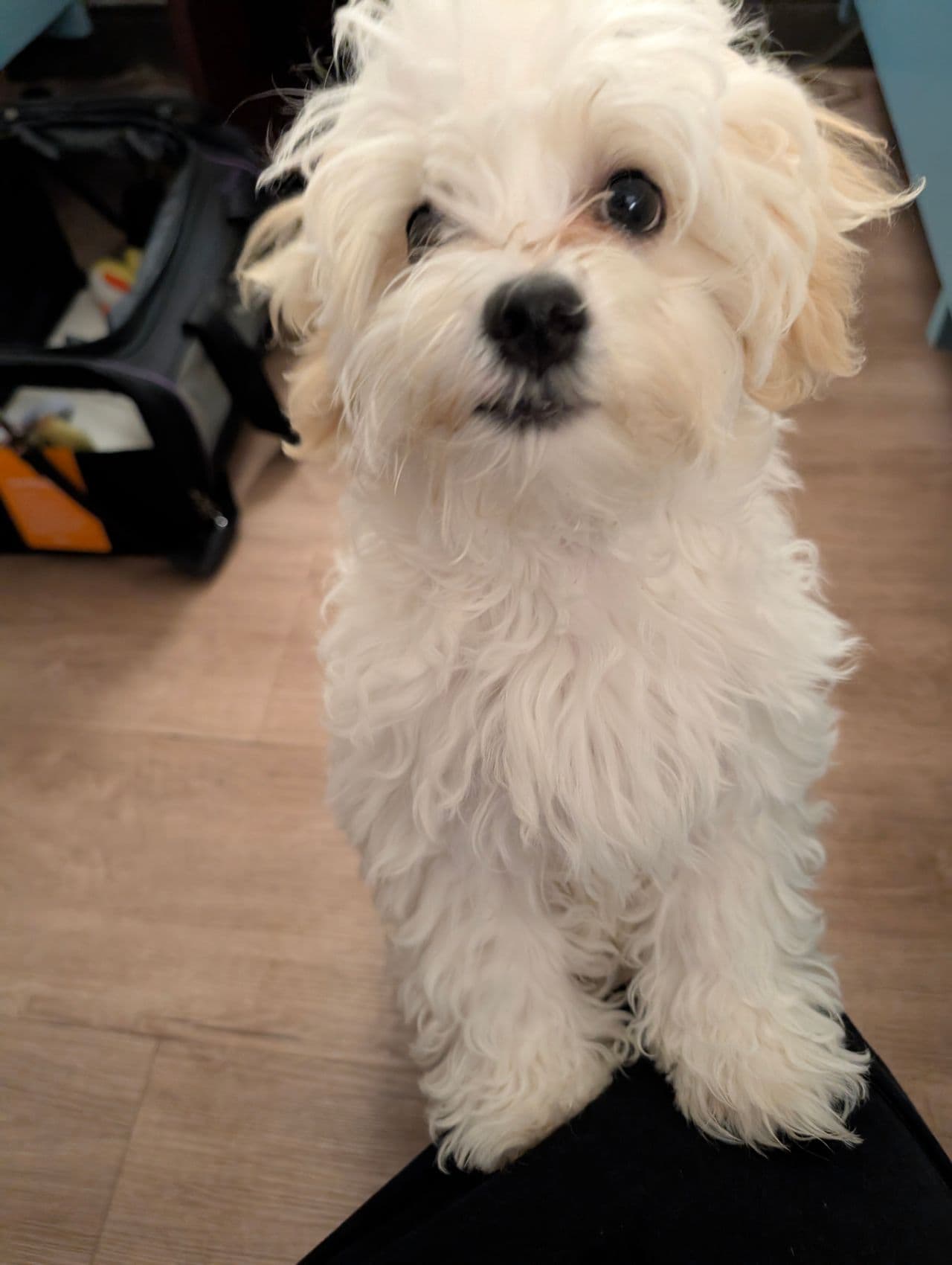 Pet travel photo 3