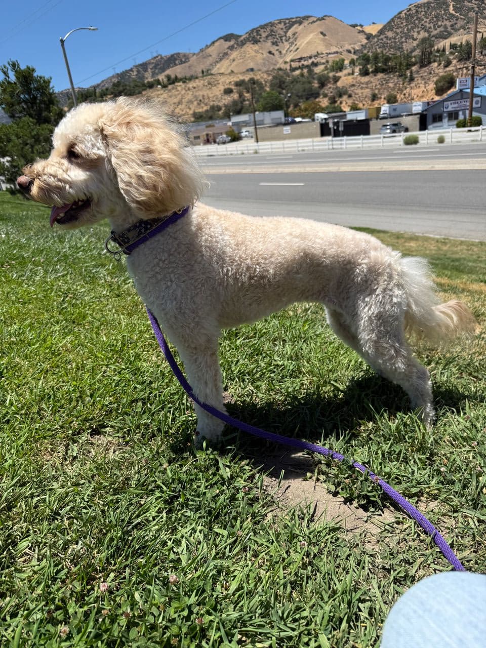 Pet travel photo 2