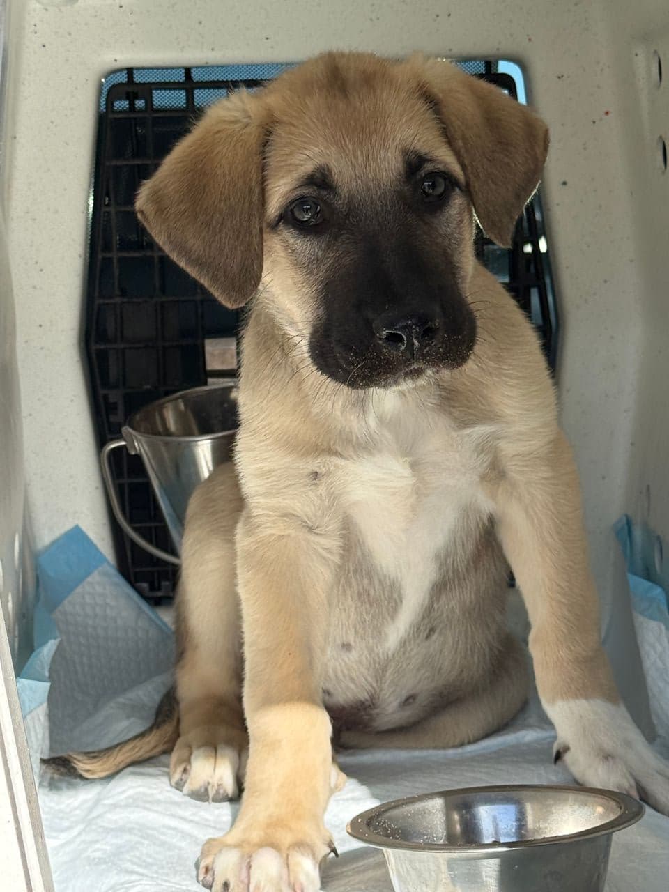 Pet travel photo 5
