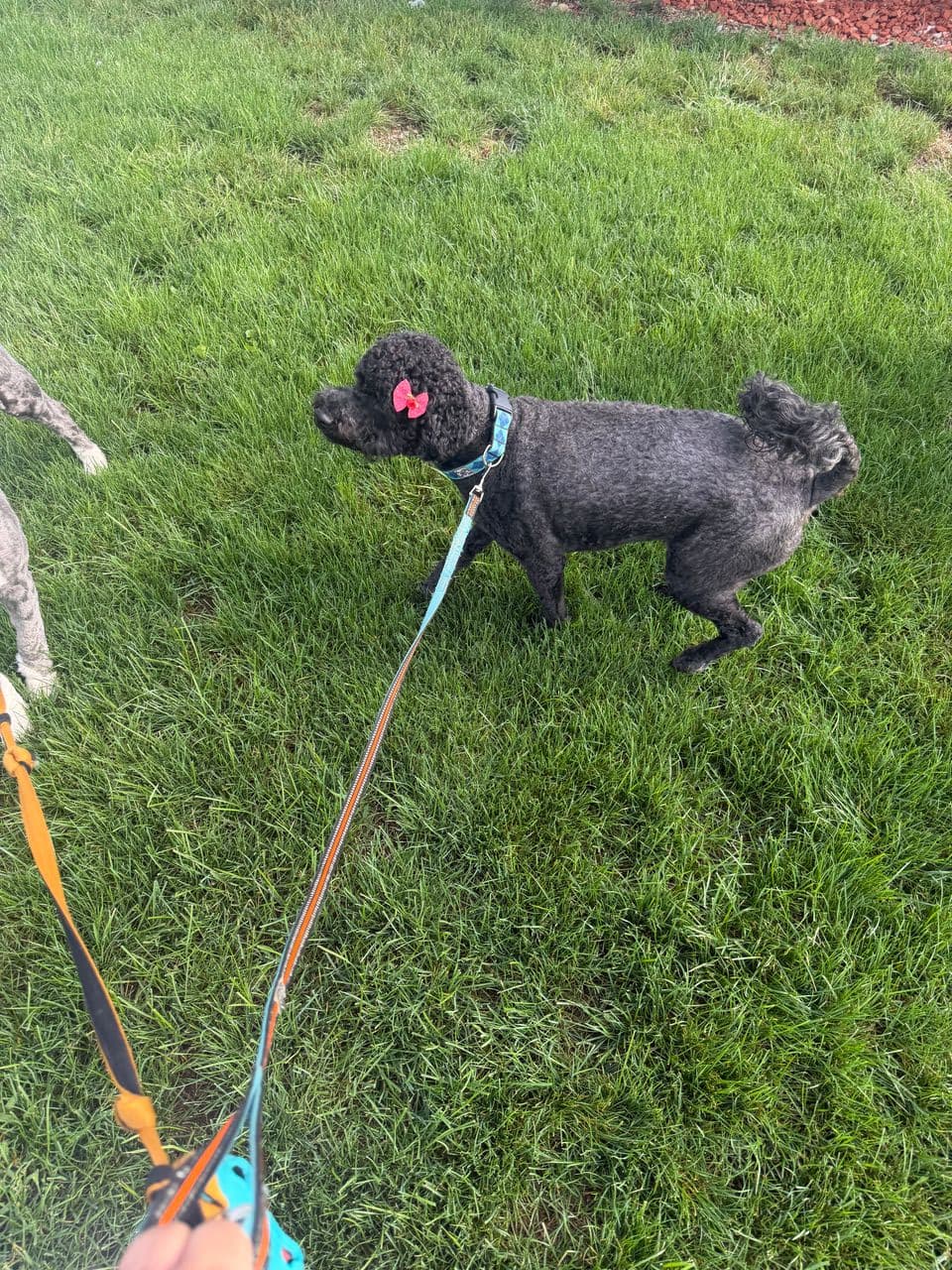 Pet travel photo 6