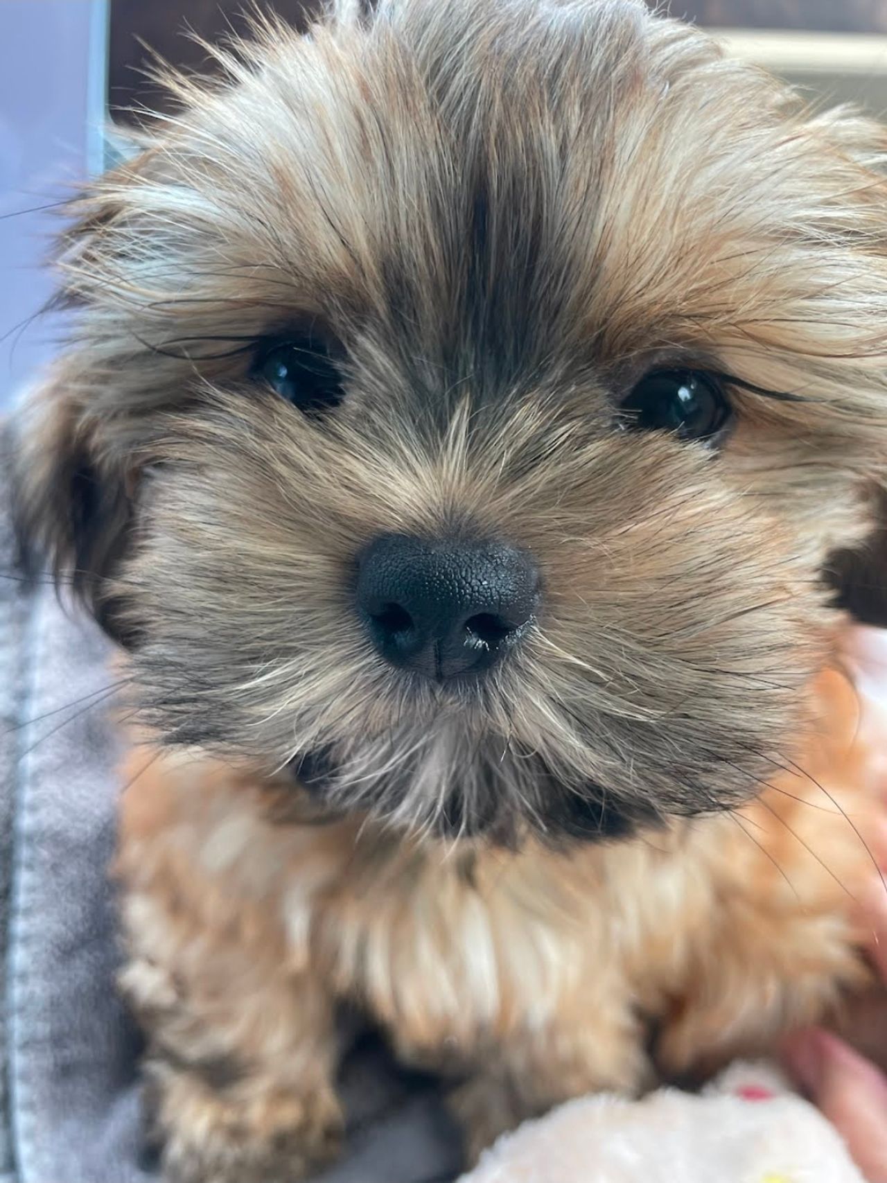 Pet travel photo 5