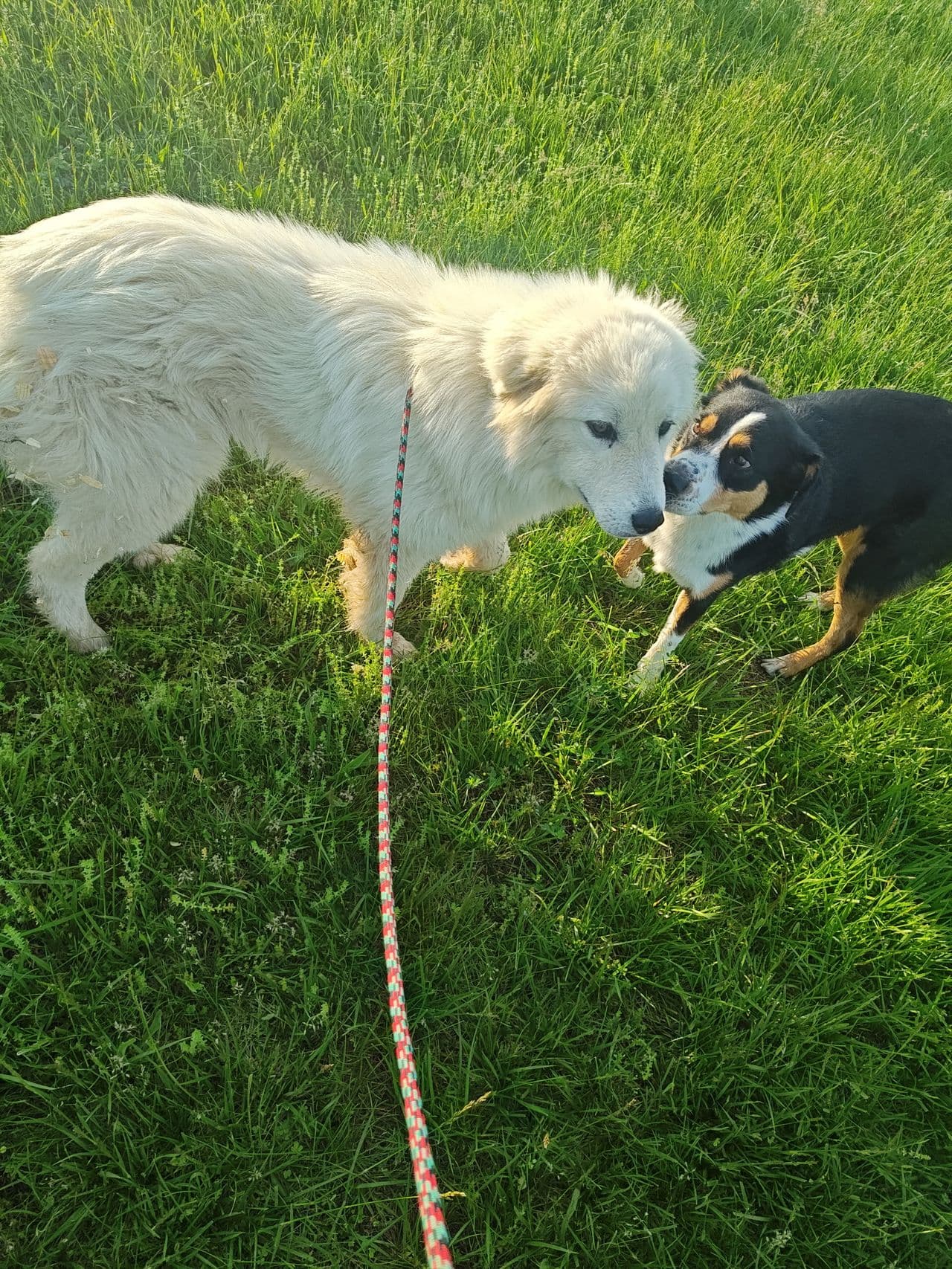 Pet travel photo 3