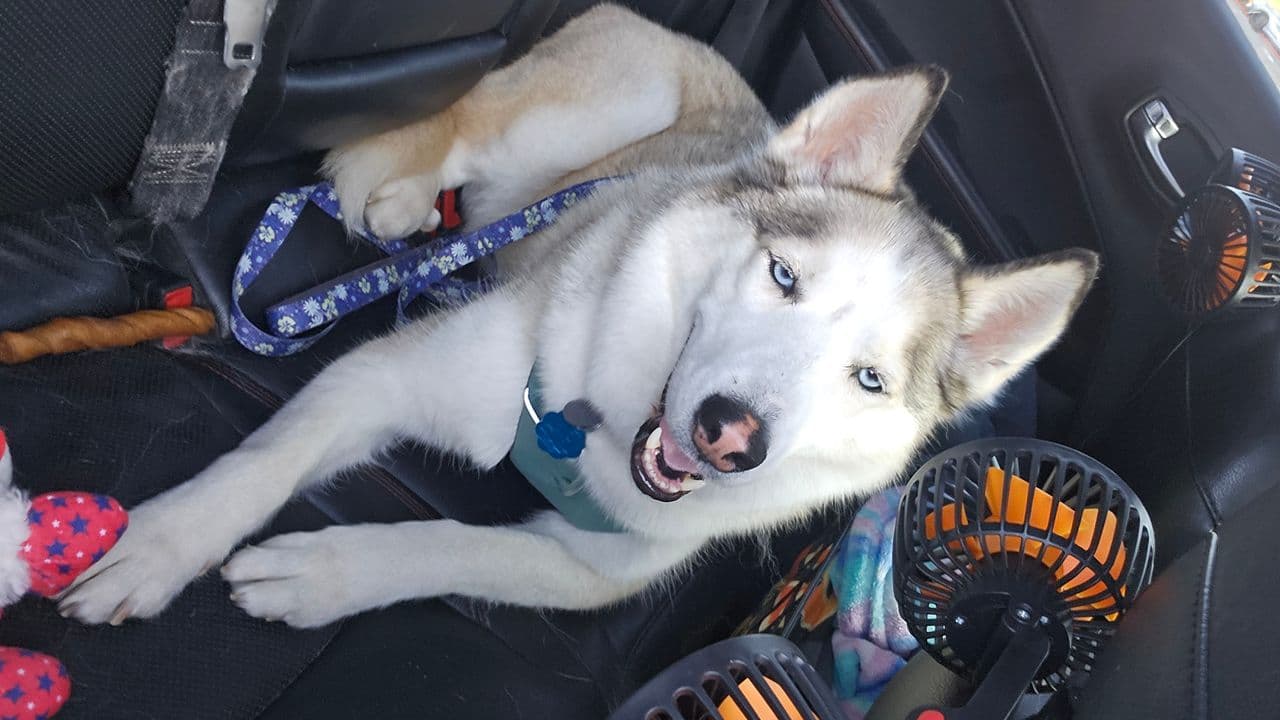 Pet travel photo 3