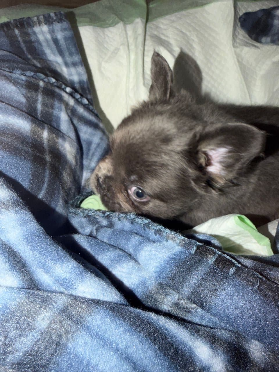 Pet travel photo 1