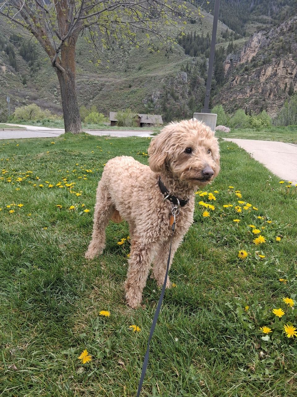 Pet travel photo 4