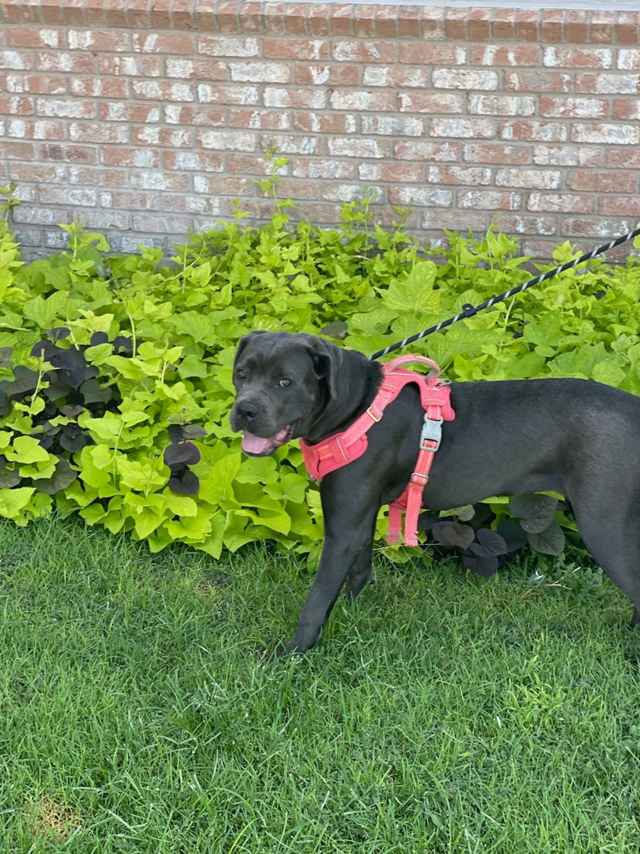 Pet travel photo 3