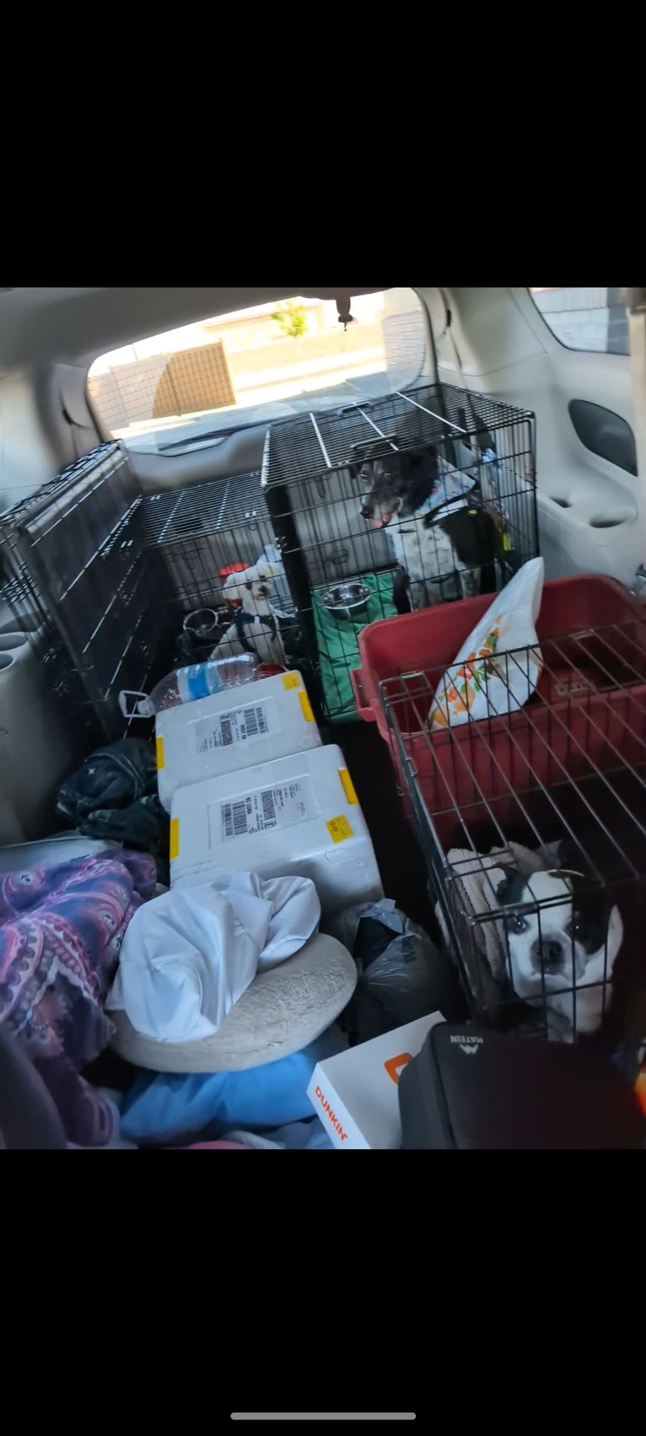 Pet travel photo 5