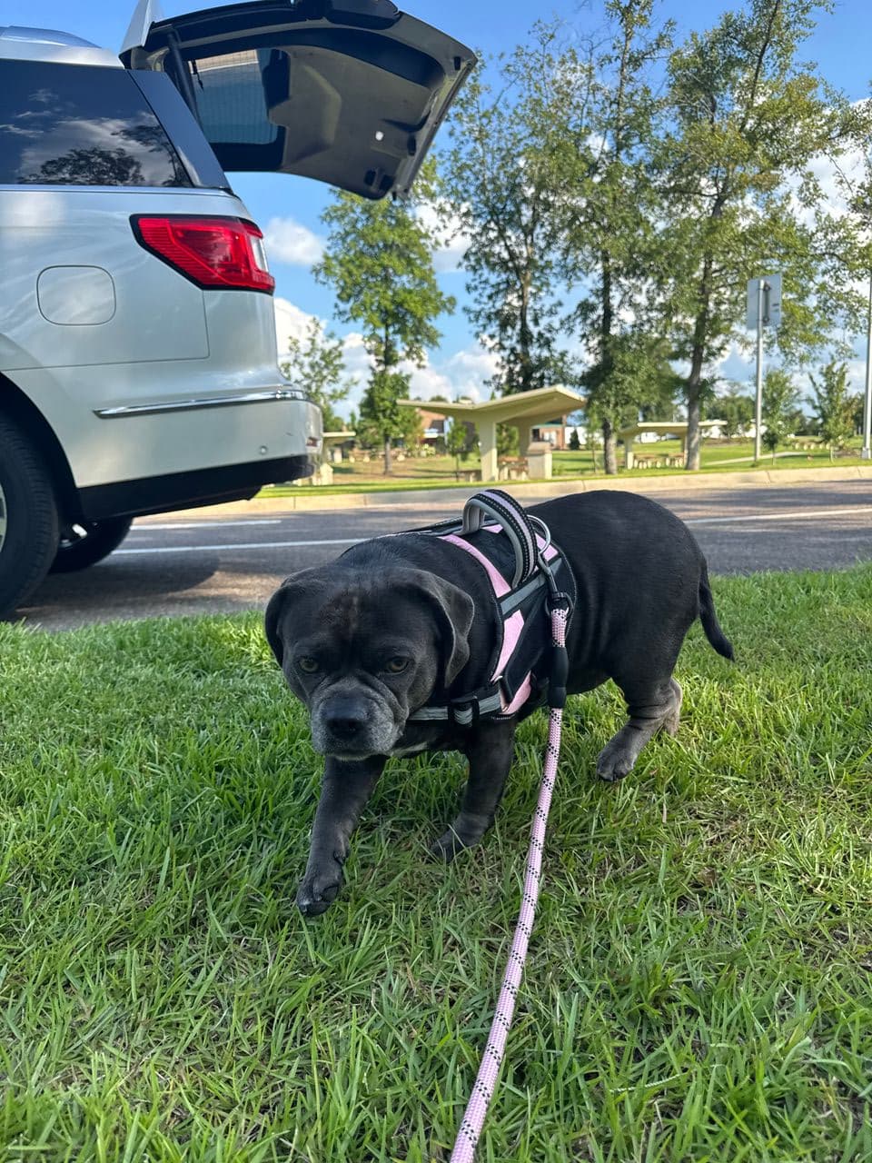 Pet travel photo 1