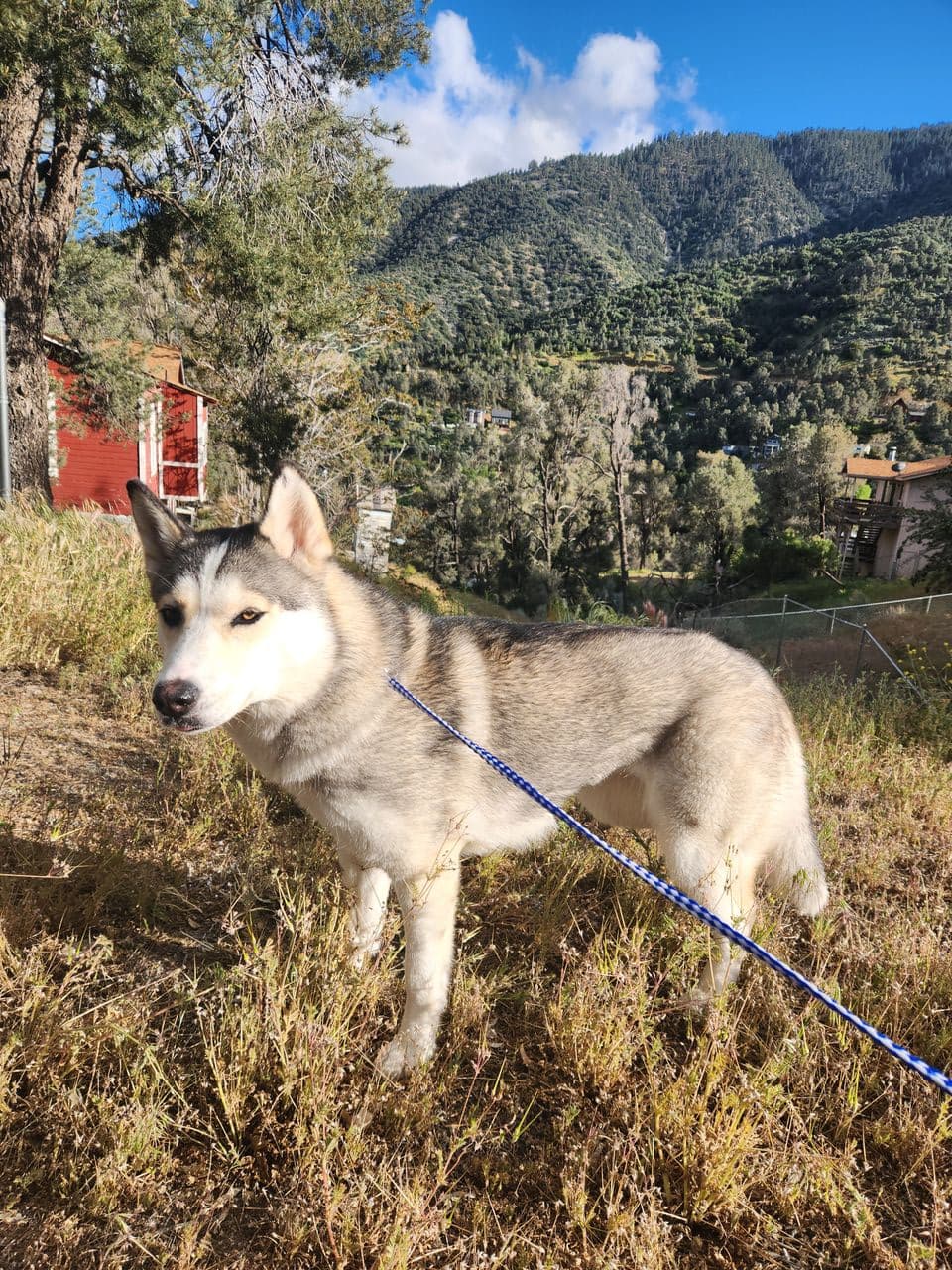 Pet travel photo 4