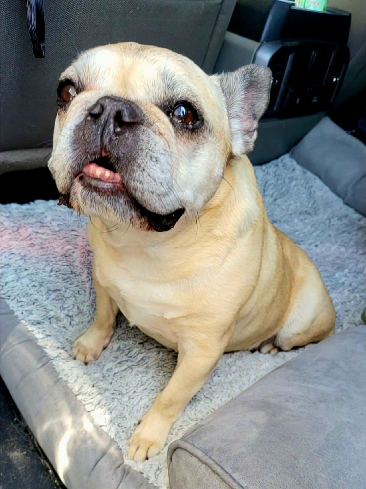 Pet travel photo 1