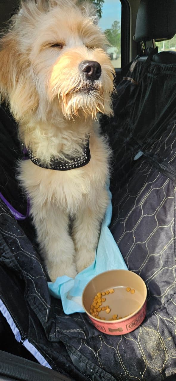 Pet travel photo 6