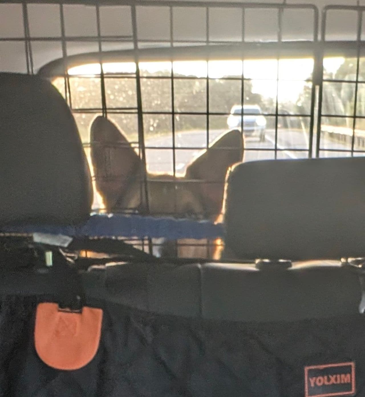 Pet travel photo 2