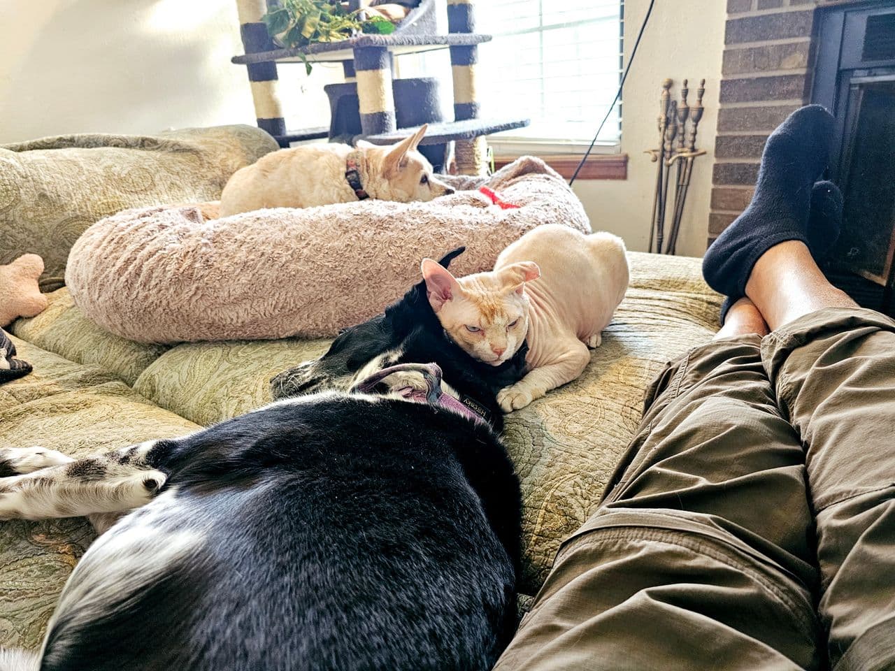 Pet travel photo 2