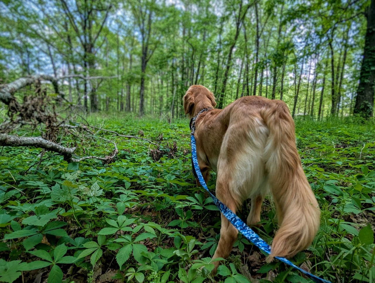 Pet travel photo 5