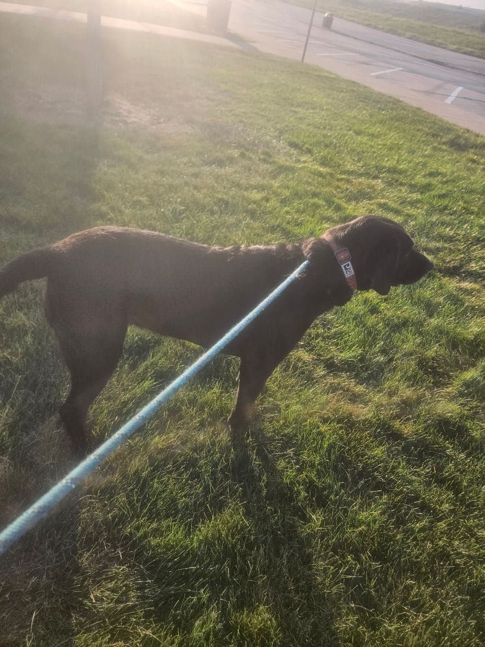 Pet travel photo 4