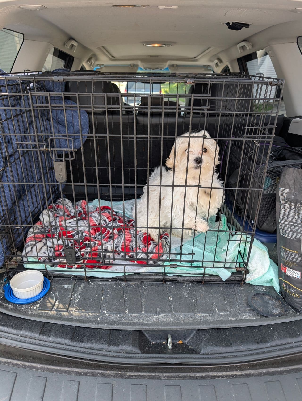 Pet travel photo 6