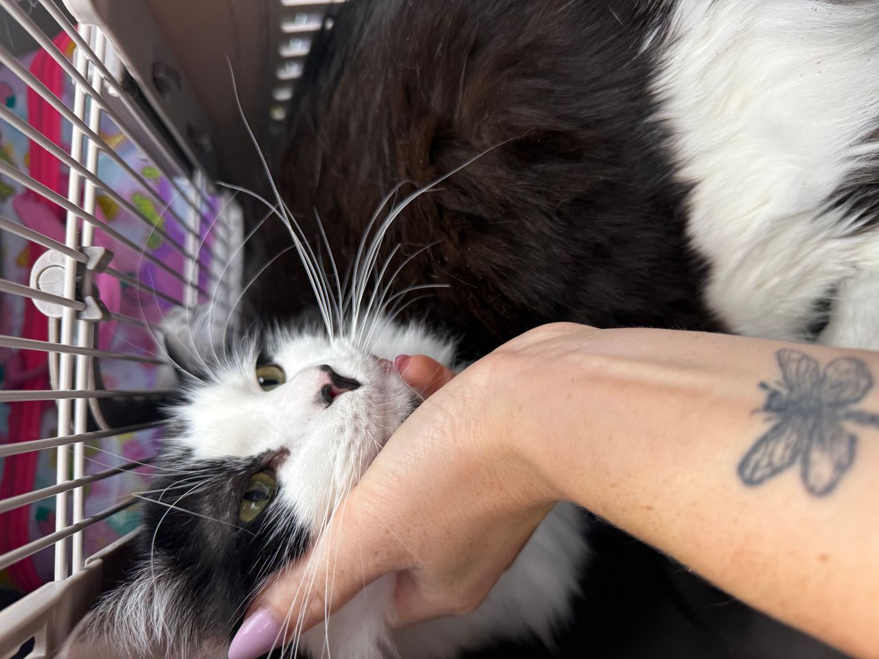 Pet travel photo 3