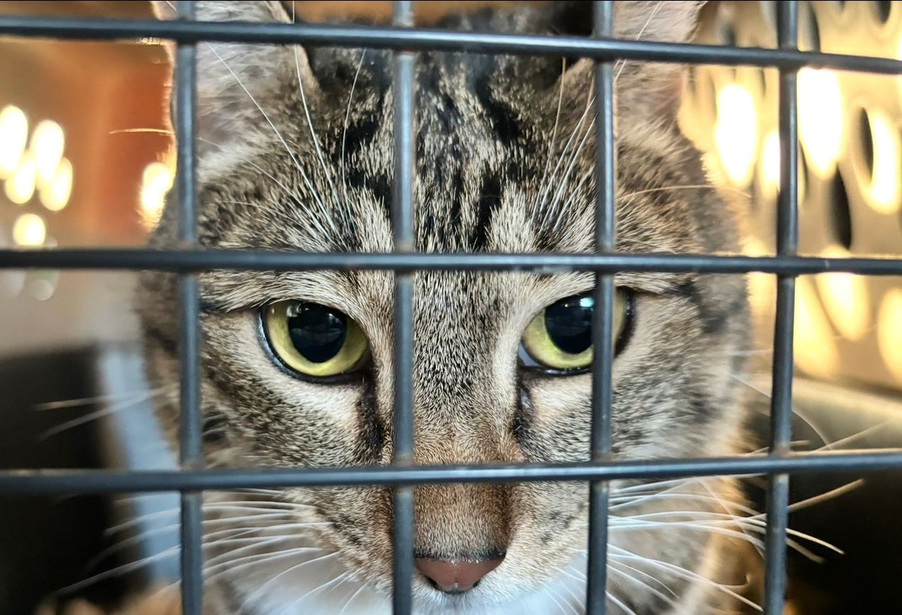 Pet travel photo 6