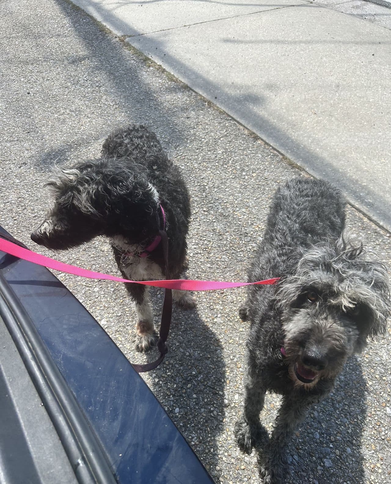 Pet travel photo 5