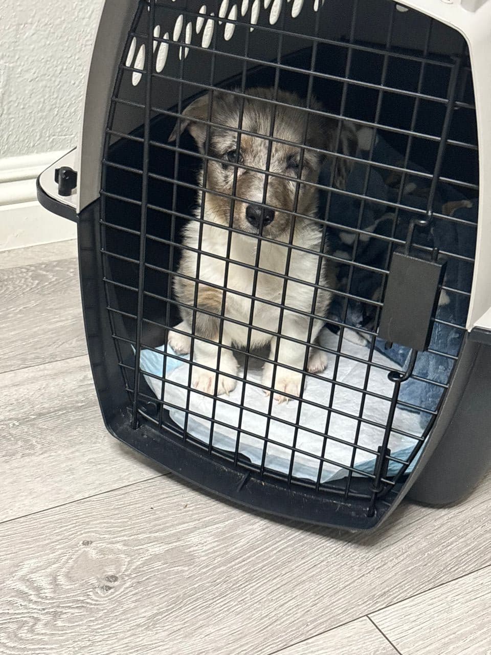 Pet travel photo 1