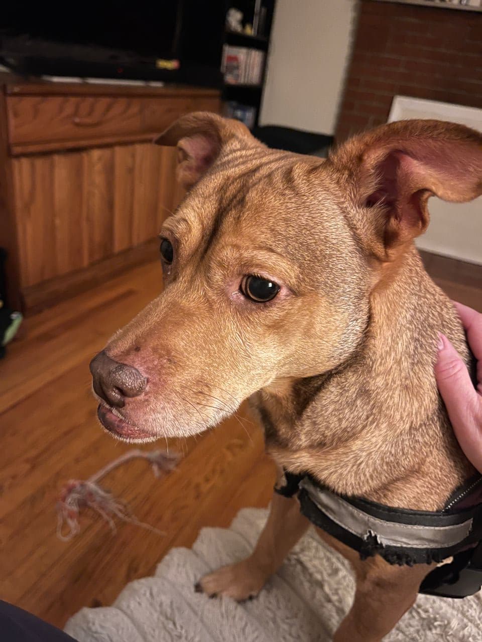 Pet travel photo 5