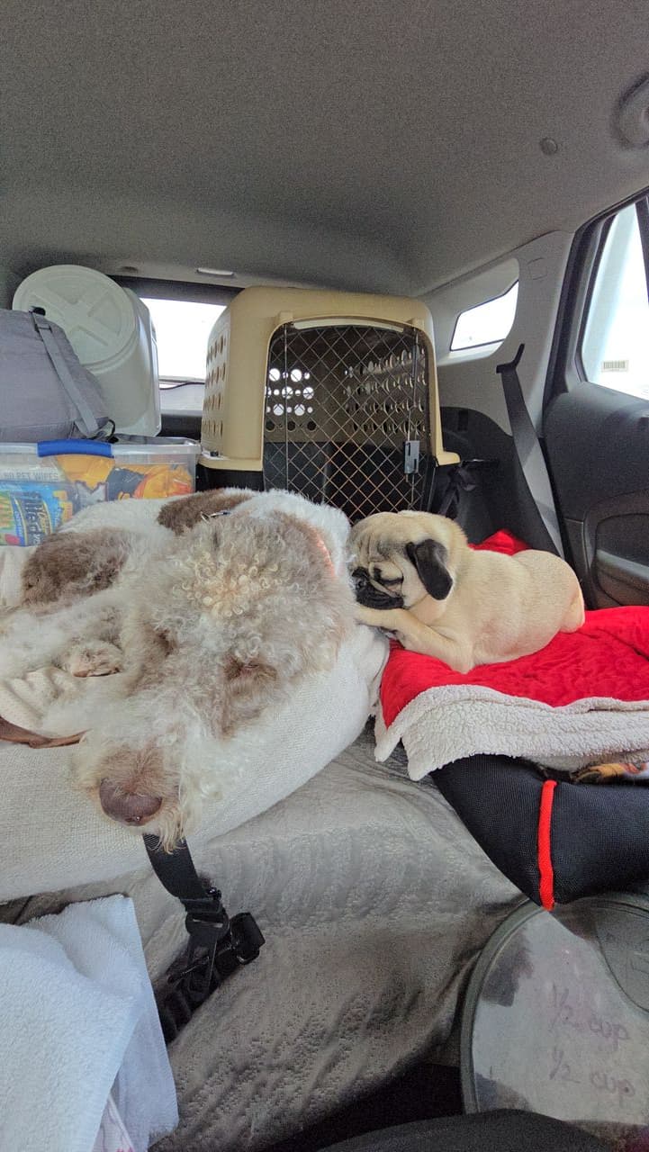 Pet travel photo 2