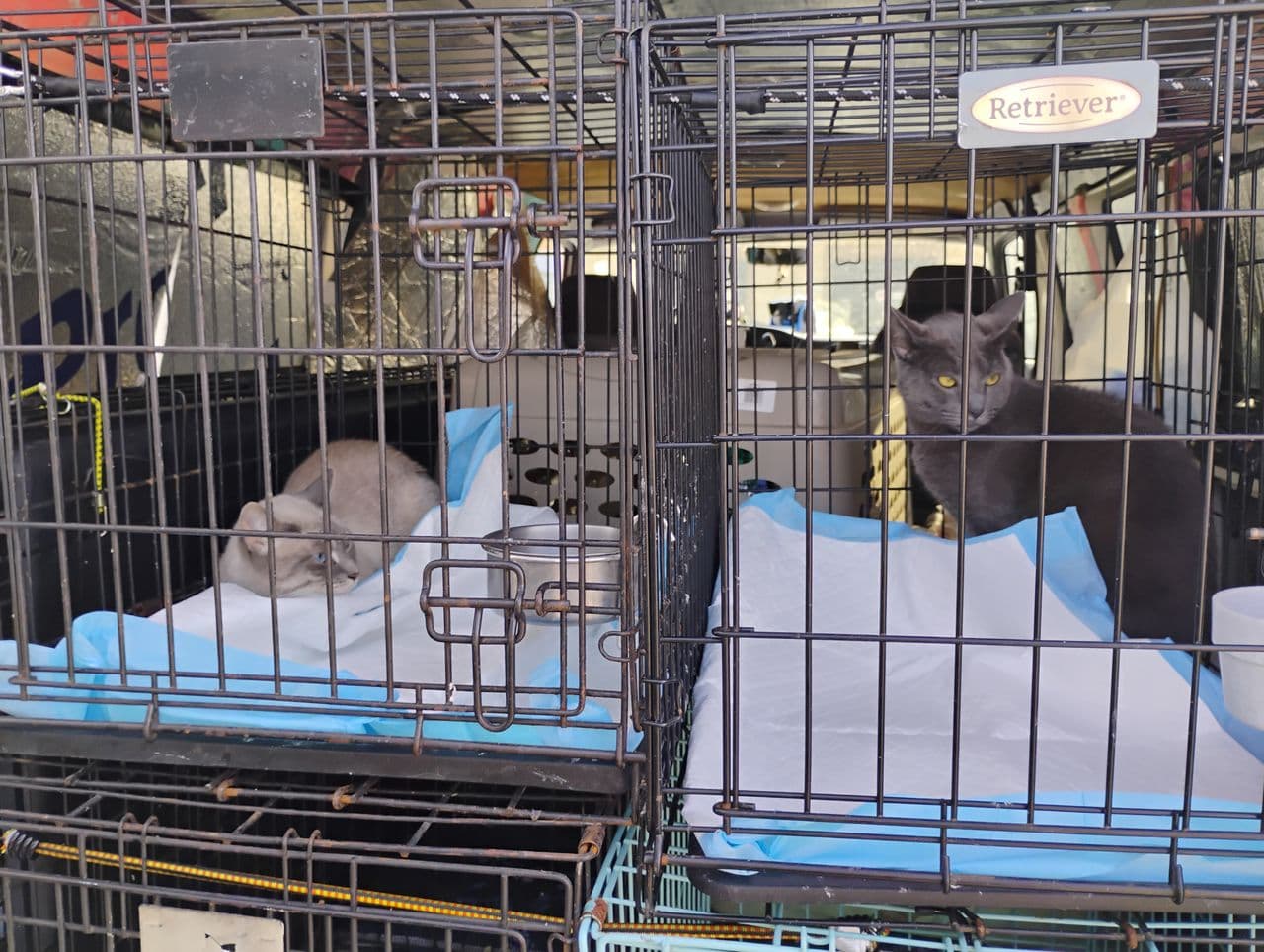 Pet travel photo 3