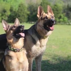 AAA Pet Transport