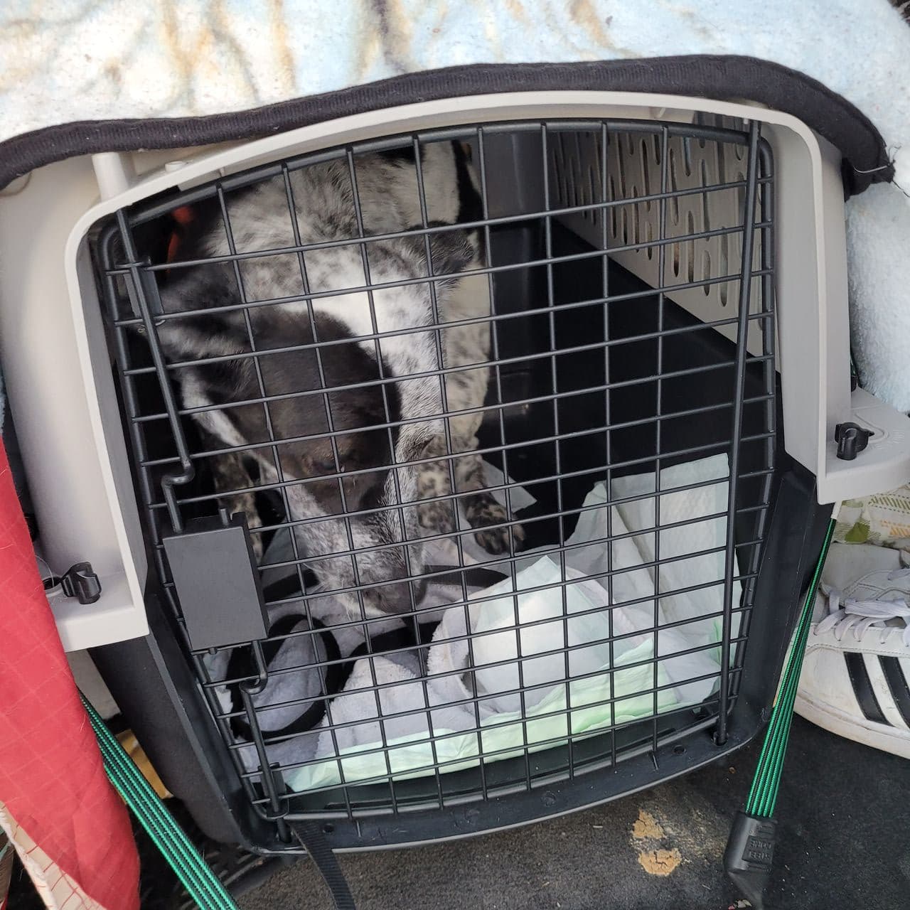Pet travel photo 3