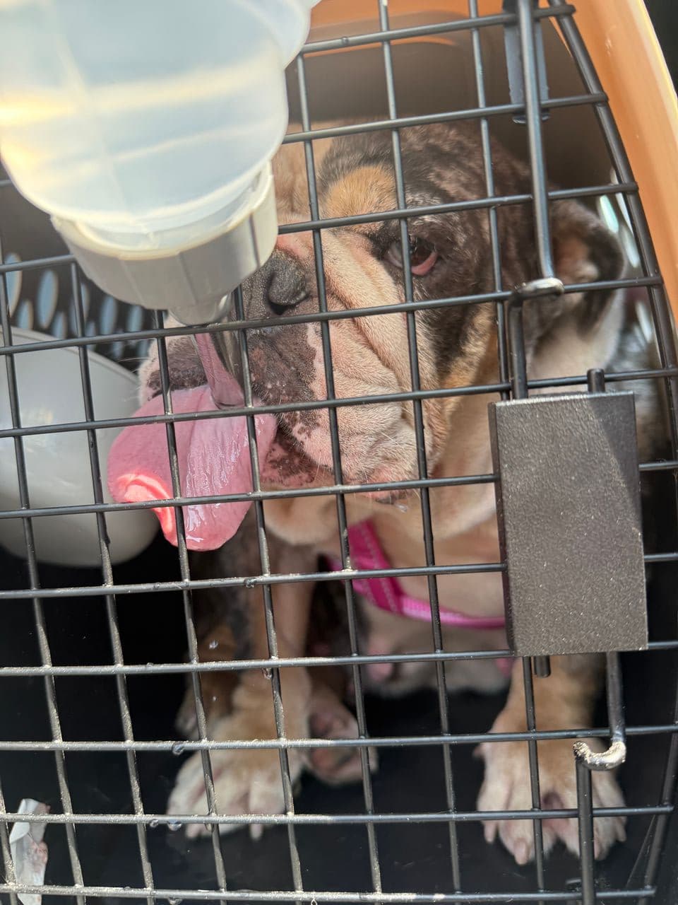 Pet travel photo 2