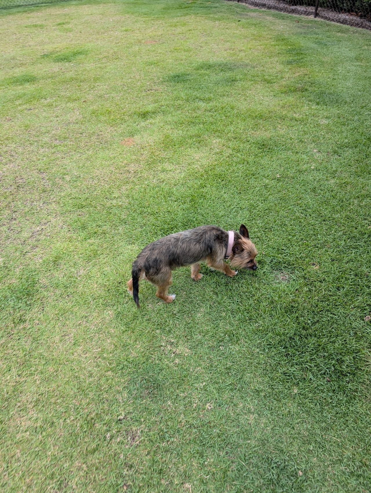 Pet travel photo 3