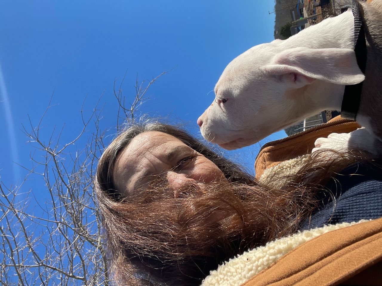 Pet travel photo 3